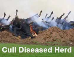Cull the herd